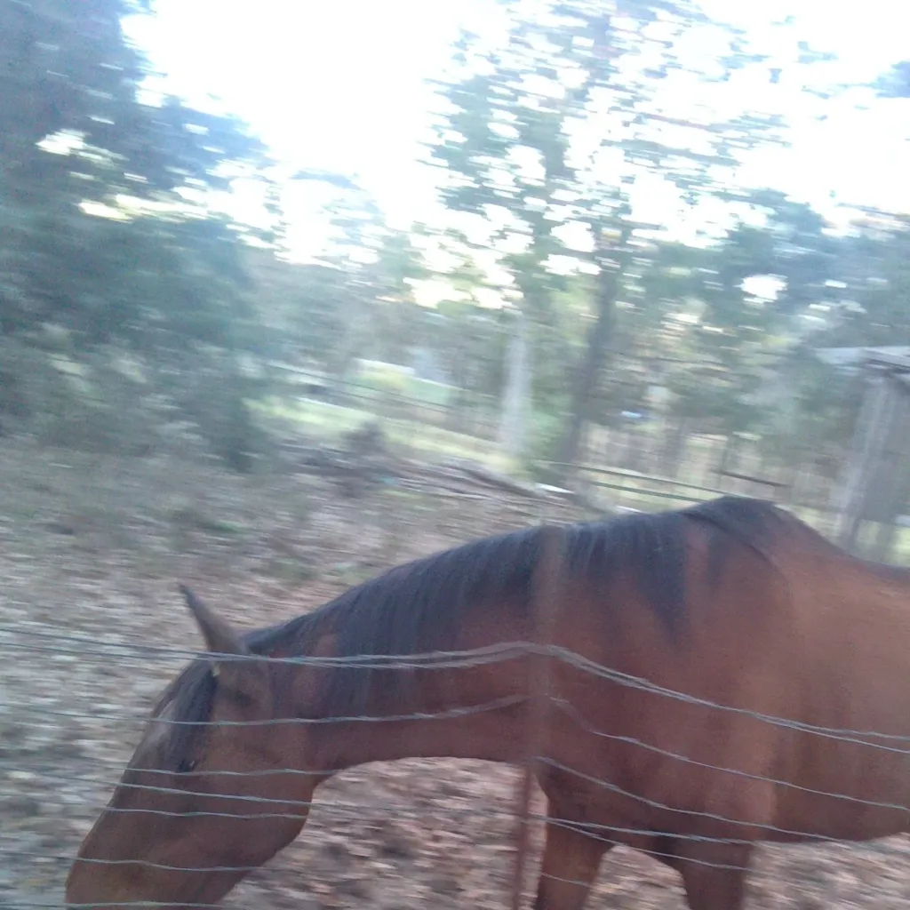 chat with ai character: horse new baby