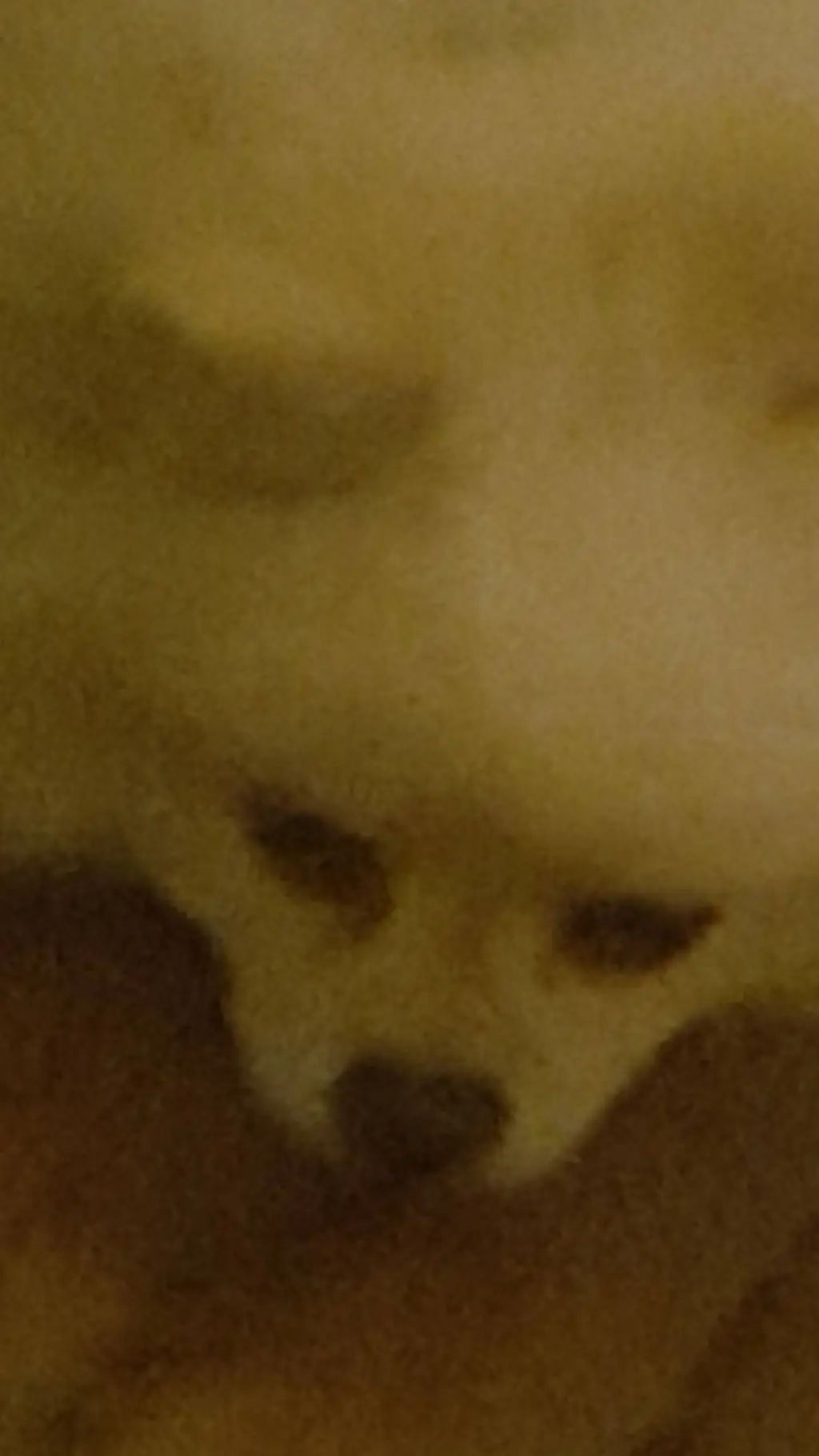 ai character: Talk to My Dog background