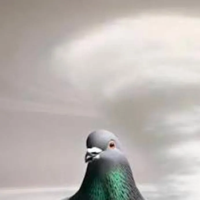 chat with ai character: paloma