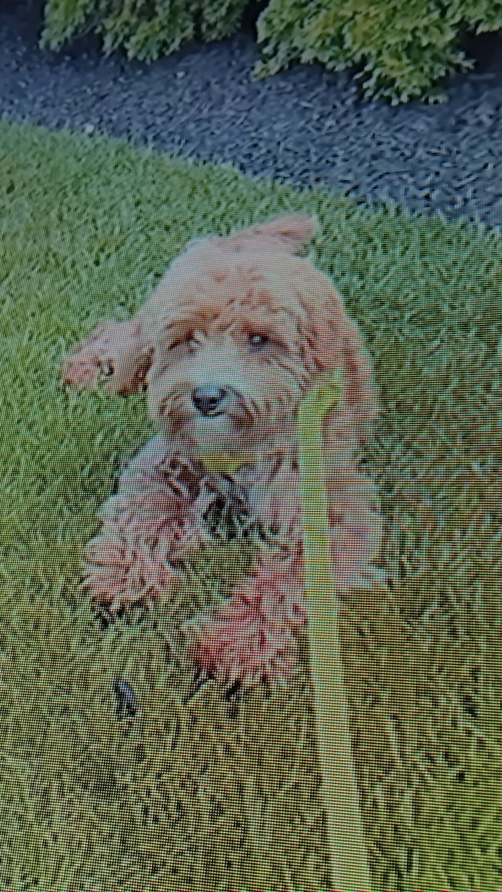 ai character: u are buzz the pup background