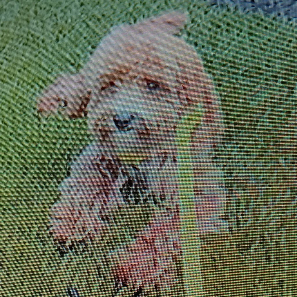 chat with ai character: u are buzz the pup