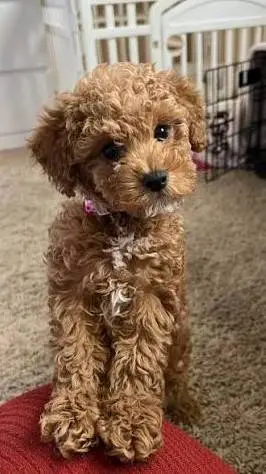 ai character: pagie  background