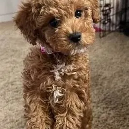 chat with ai character: pagie 