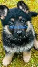 ai character: max  background