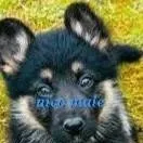 chat with ai character: max 