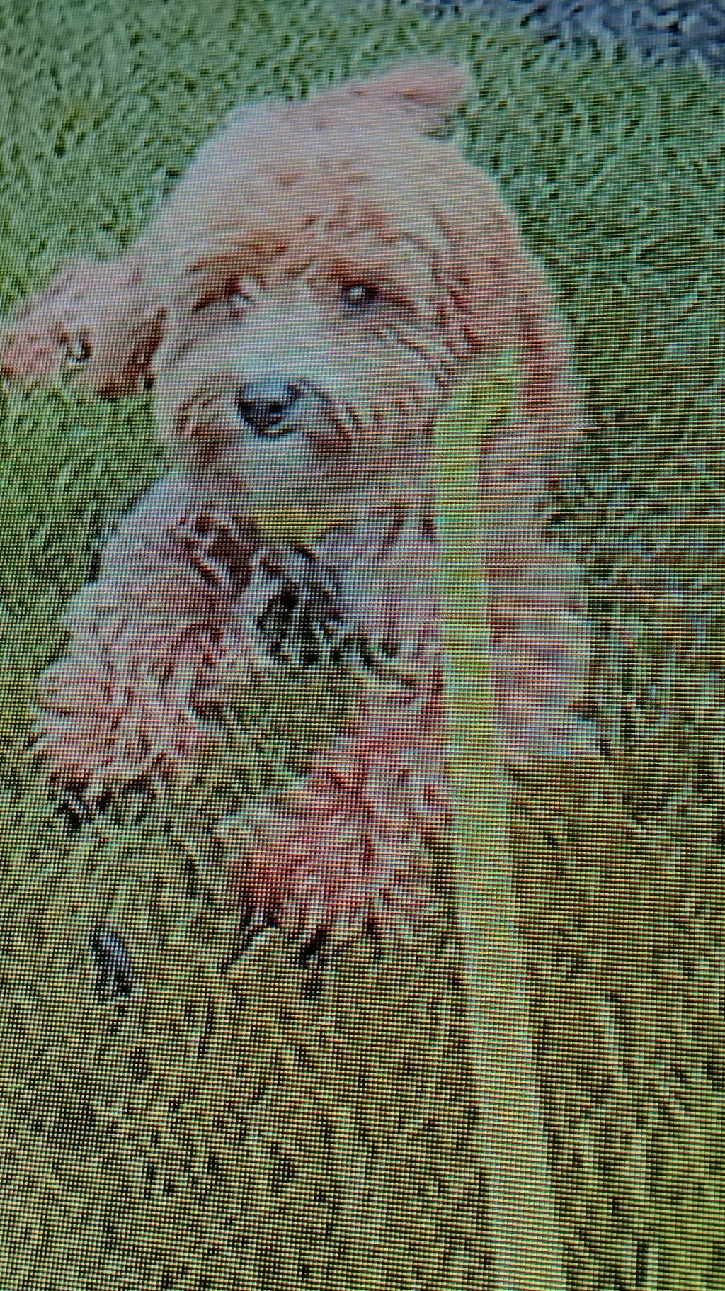 Talkie AI - Chat with buzz