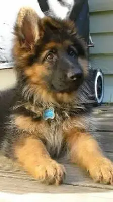 ai character: nico  background