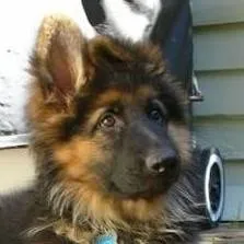 chat with ai character: nico 