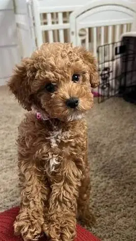 ai character: pagie and buzz background