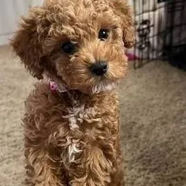 chat with ai character: pagie and buzz