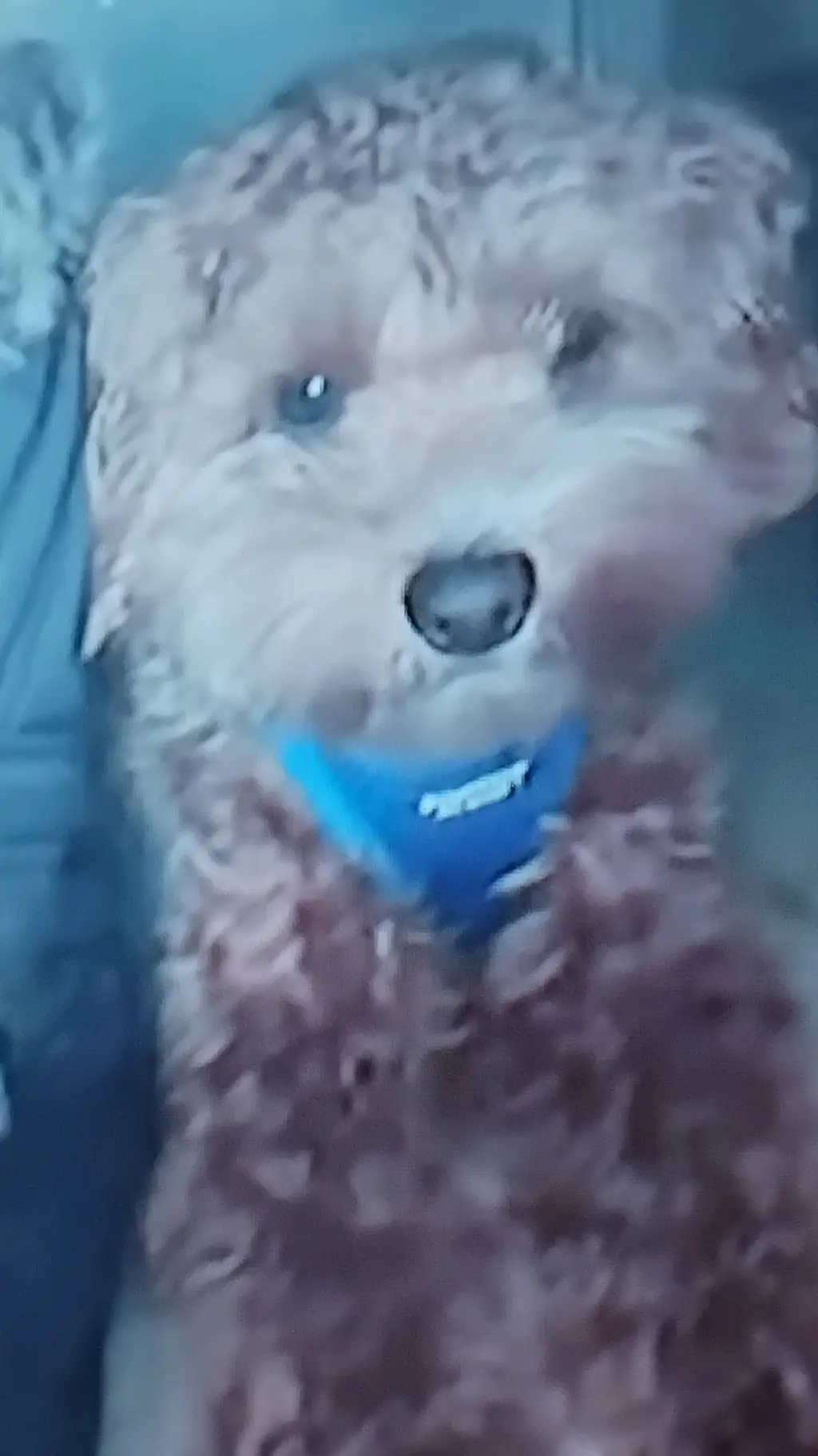 ai character: copper  background