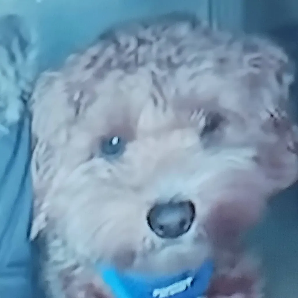 chat with ai character: copper 