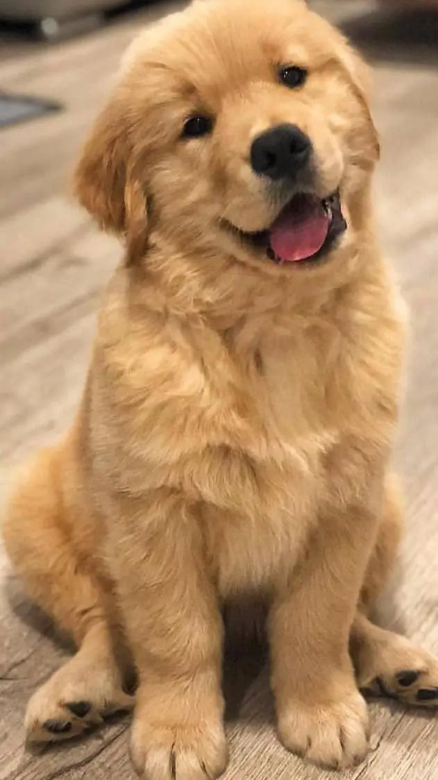 ai character: copper  background