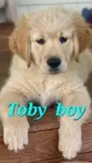 ai character: Toby background