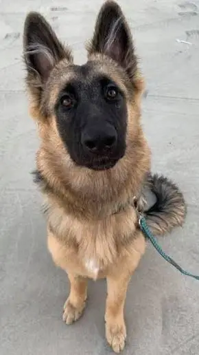 ai character: mochi background