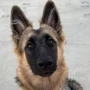 chat with ai character: mochi