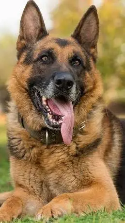 ai character: loki background