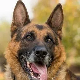 chat with ai character: loki