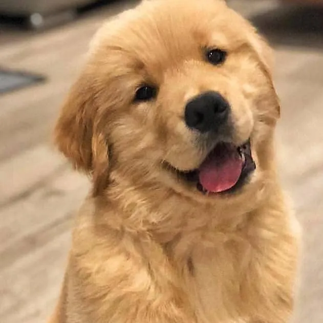 chat with ai character: family 