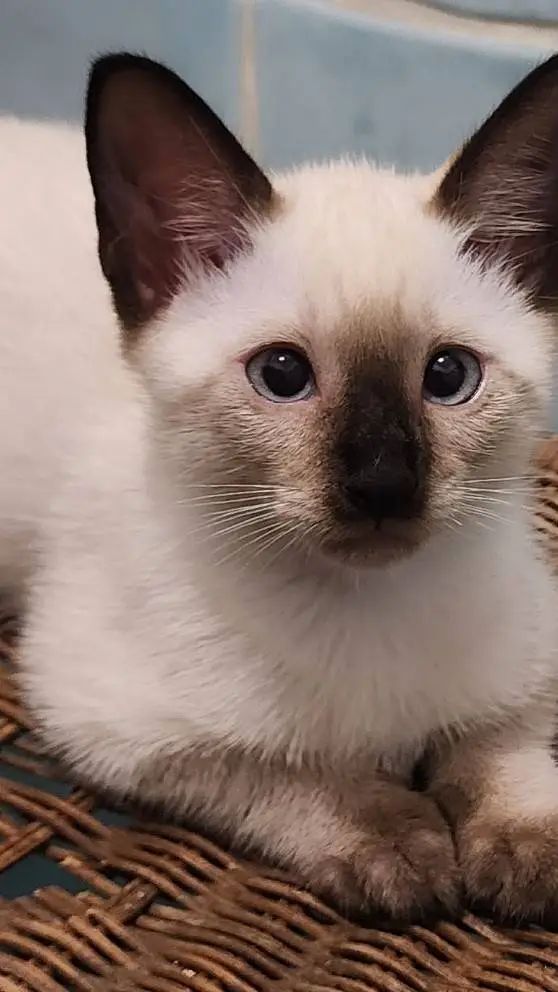 ai character: mimi background