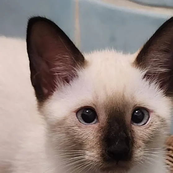 chat with ai character: mimi