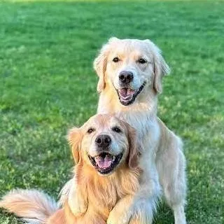 chat with ai character: ellie and Emma 