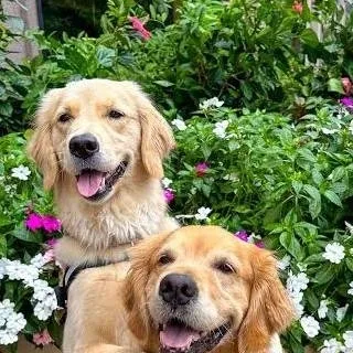 chat with ai character: ellie and Emma 