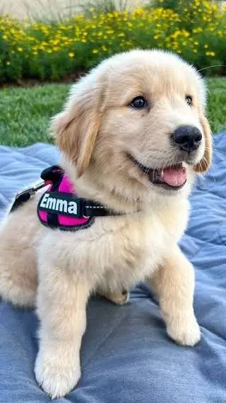 ai character: emma background