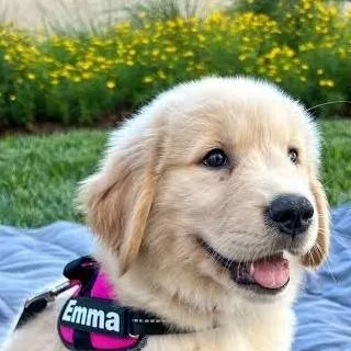 chat with ai character: emma