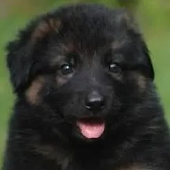 chat with ai character: dog shelter 