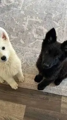 ai character: snowy and night  background