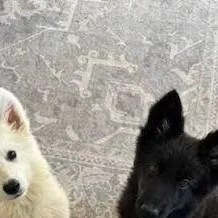 chat with ai character: snowy and night 