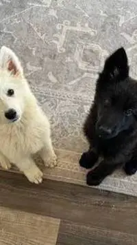 ai character: midnight and snowy background