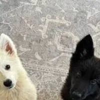 chat with ai character: midnight and snowy