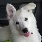 chat with ai character: stray dog 