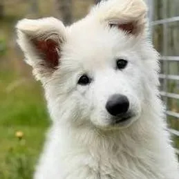 chat with ai character: snowy