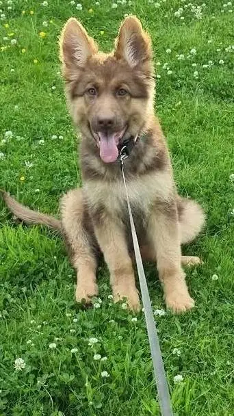 ai character: stray  background