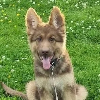 chat with ai character: stray 