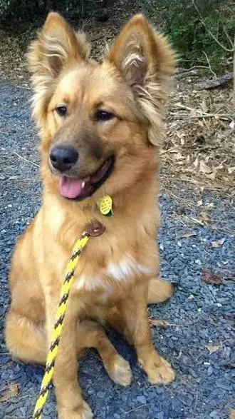 ai character: my puppy  background