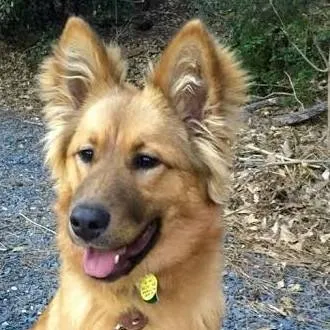 chat with ai character: my puppy 