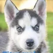 chat with ai character: part 3(redo)