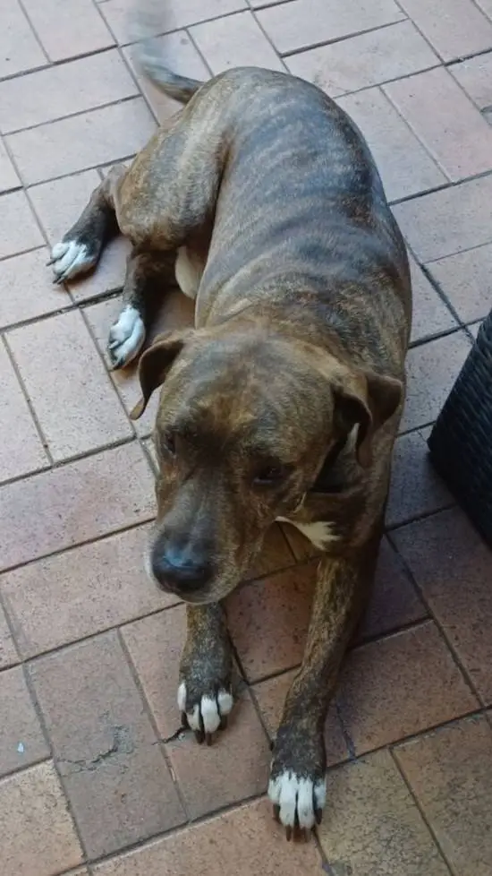 ai character: animals  background