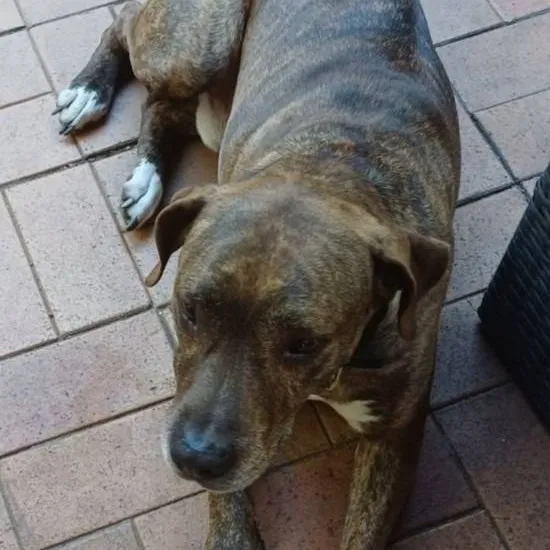 chat with ai character: animals 