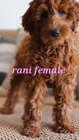 ai character: your dogs background