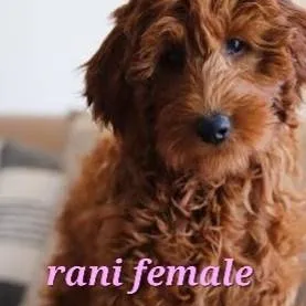 chat with ai character: your dogs