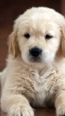 ai character: golden retriever u background