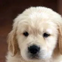 chat with ai character: golden retriever u