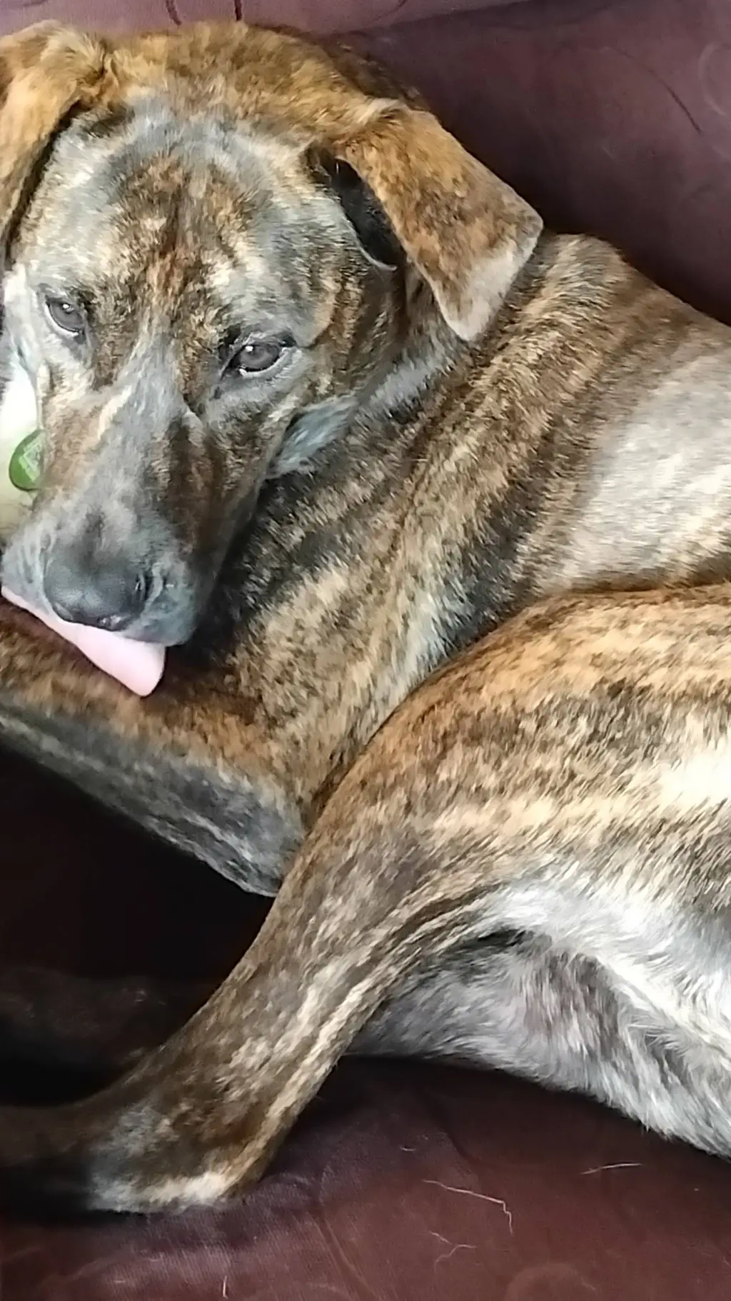 ai character: pups  background