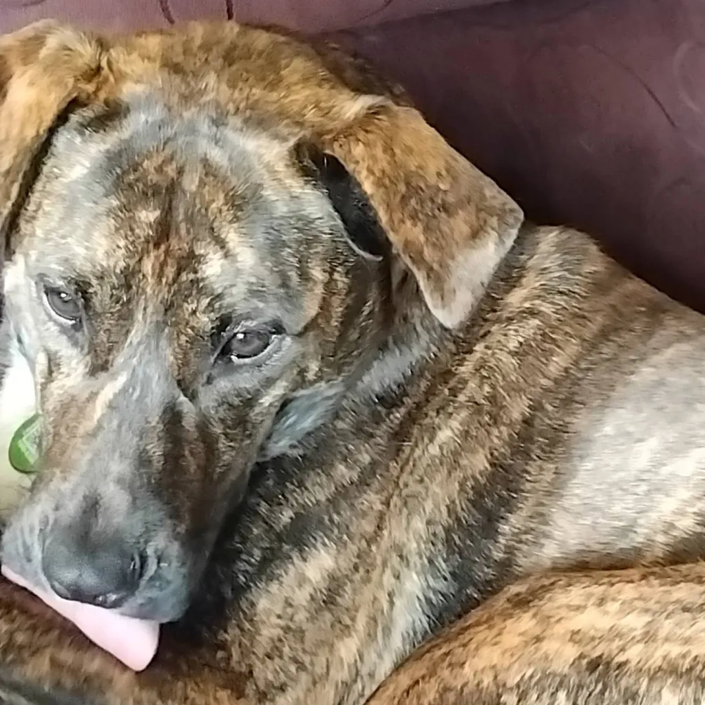 chat with ai character: pups 