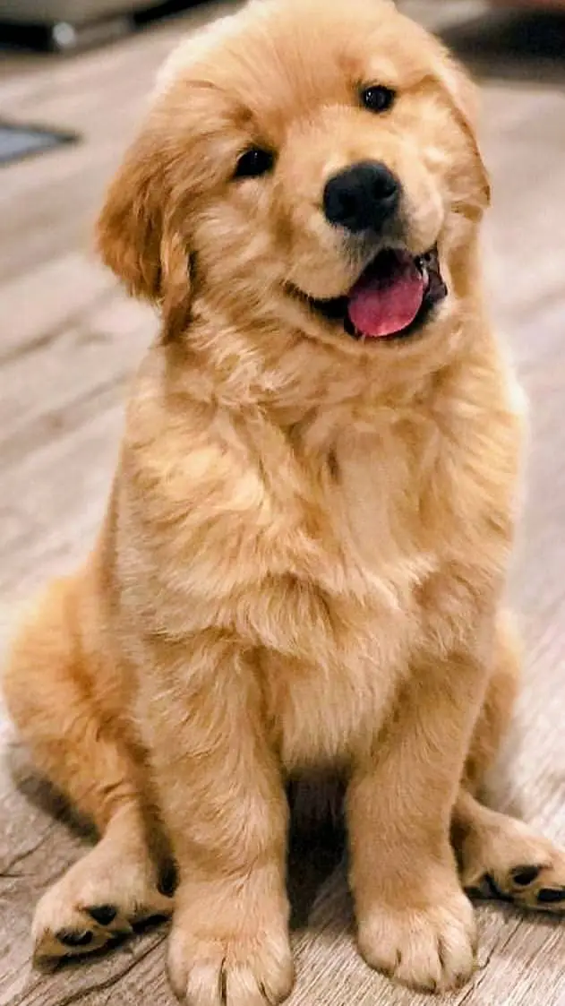 ai character: pups background